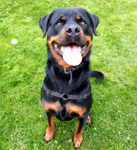 Rottweiler Bo