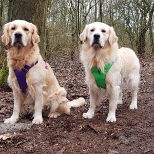 Golden retrievers Mike en Jesse