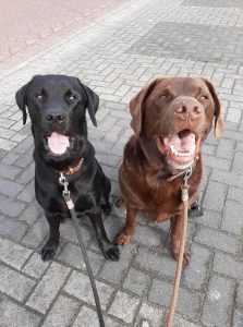 Labradors Bolle en Bikkel